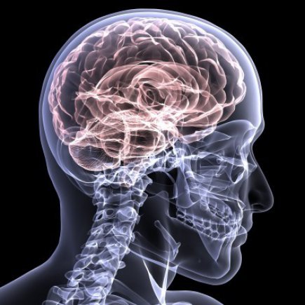 diagram of brain inside the skull